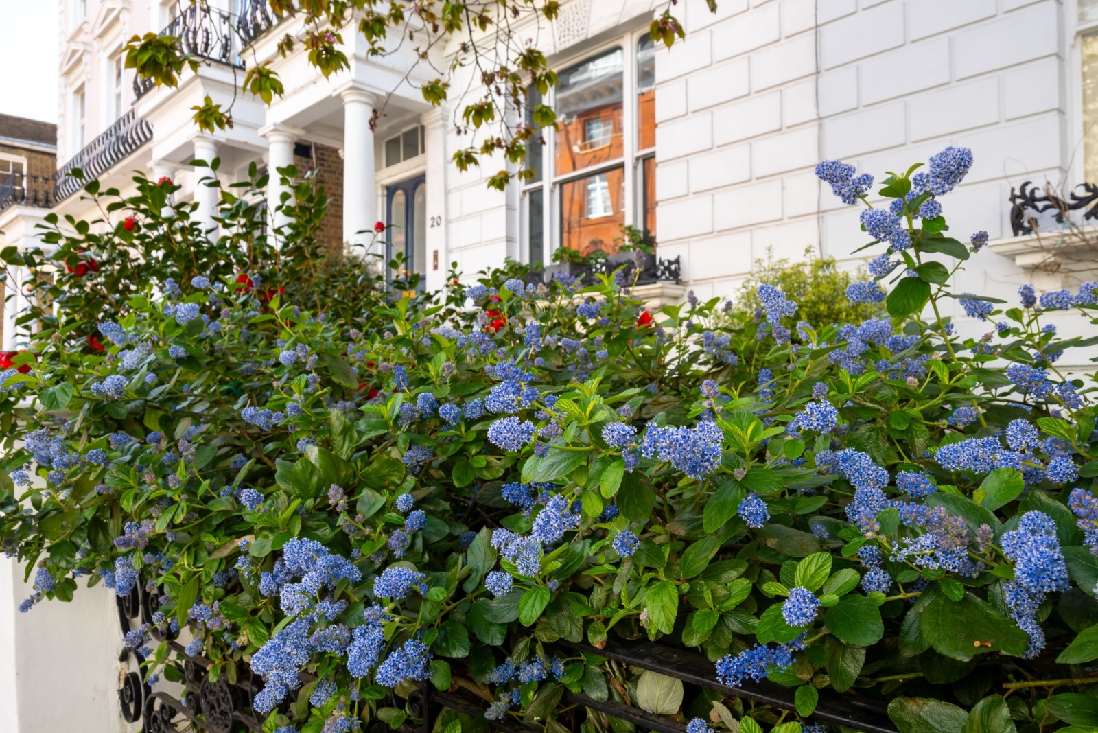 13 Low-Maintenance Privacy Plants For Quiet Gardens In California