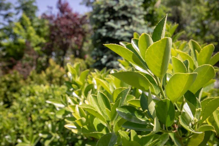 cleyera japonica plant