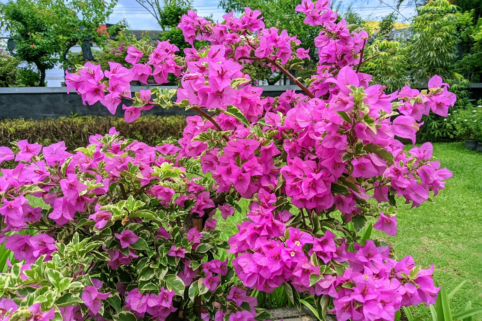 13 Mediterranean Plants Perfect For California Gardens