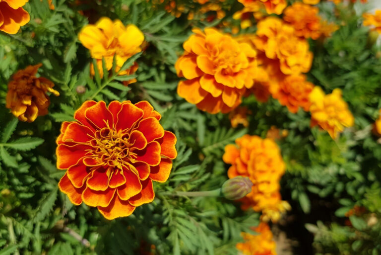 marigolds (featured image)