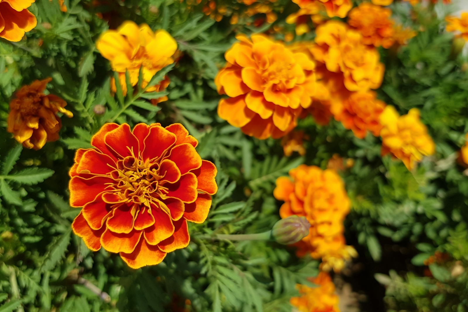 13 Natural Plants That Keep Rats Out Of Texas Yards