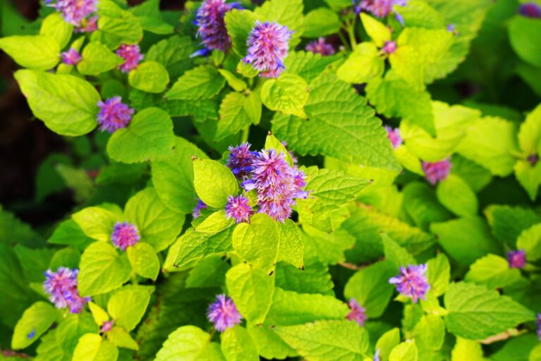 anise hyssop