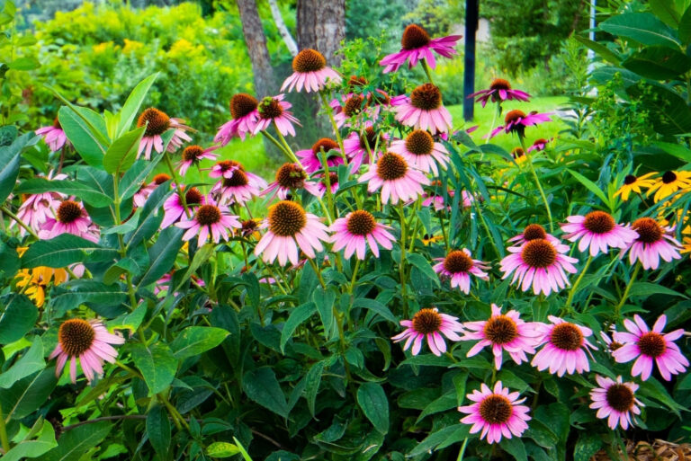 purple coneflower (featured image)