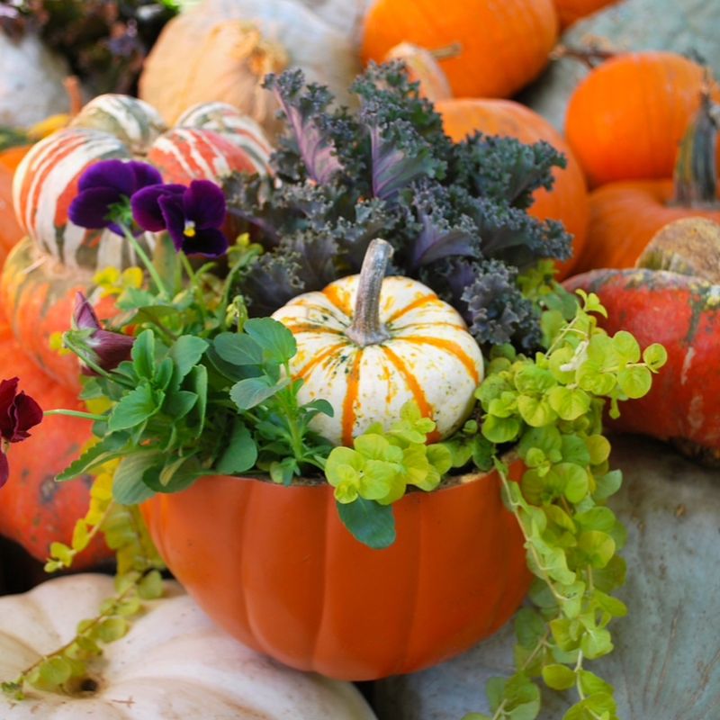Pumpkin Planters