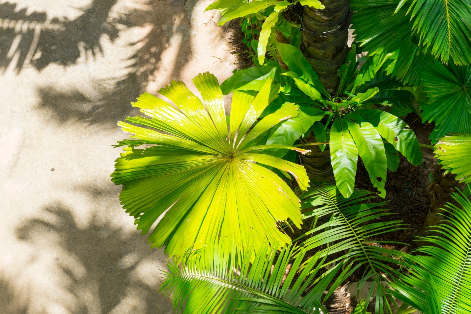 13 Palms That Thrive In New Mexico And Other Southwest Gardens