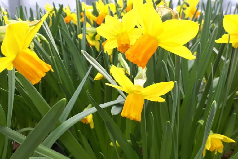 yellow dafodils