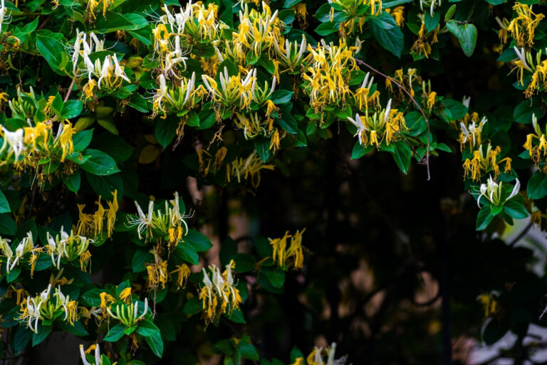 japanese honeysuckle (featured image)