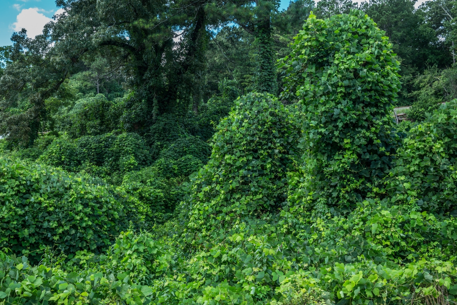 13 Plants That Could Be Illegal In Georgia Yards Soon
