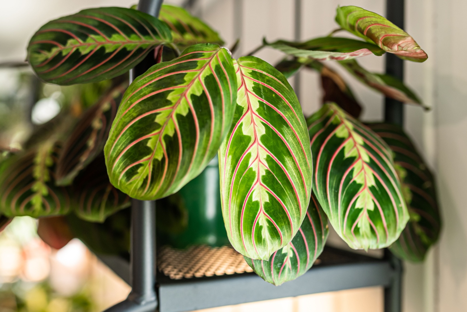 13 Plants That Thrive In Illinois Rooms Without Windows