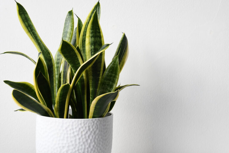 snake plant (featured image)