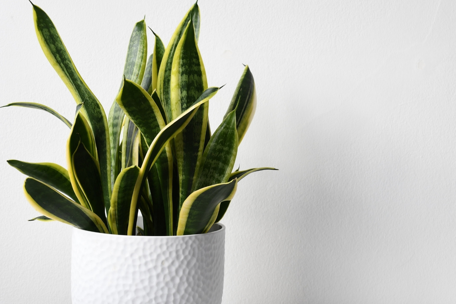 13 Plants That Thrive Without Windows In Indiana Homes