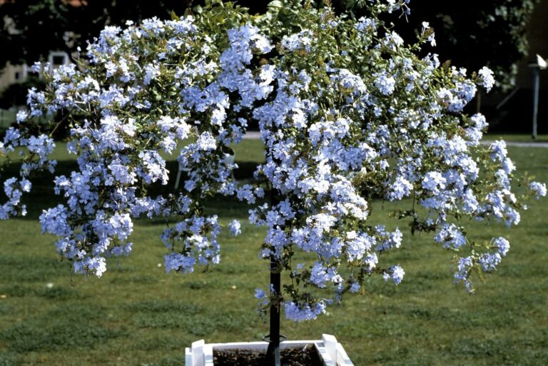 Plumbago