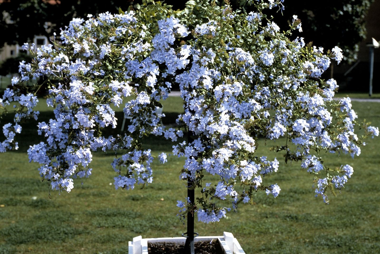 13 Plants To Add To Your Pots For A Fresh September Garden In Texas