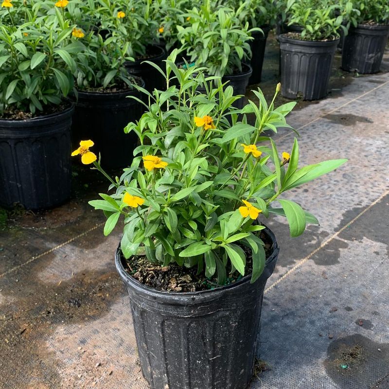 Mexican Mint Marigold