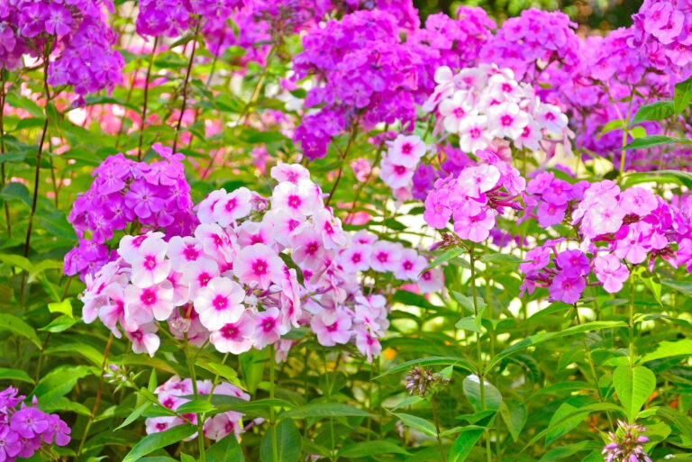 phlox plants (featured image)