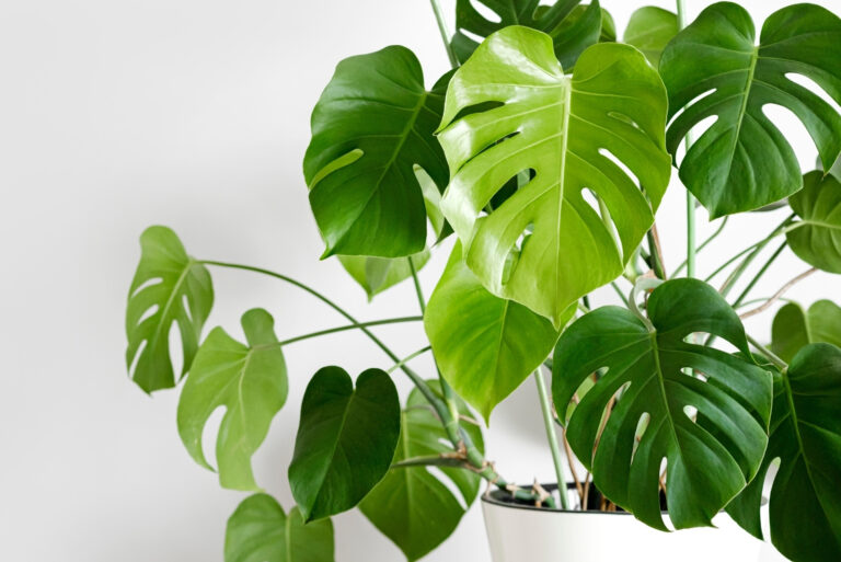 houseplant (featured image)