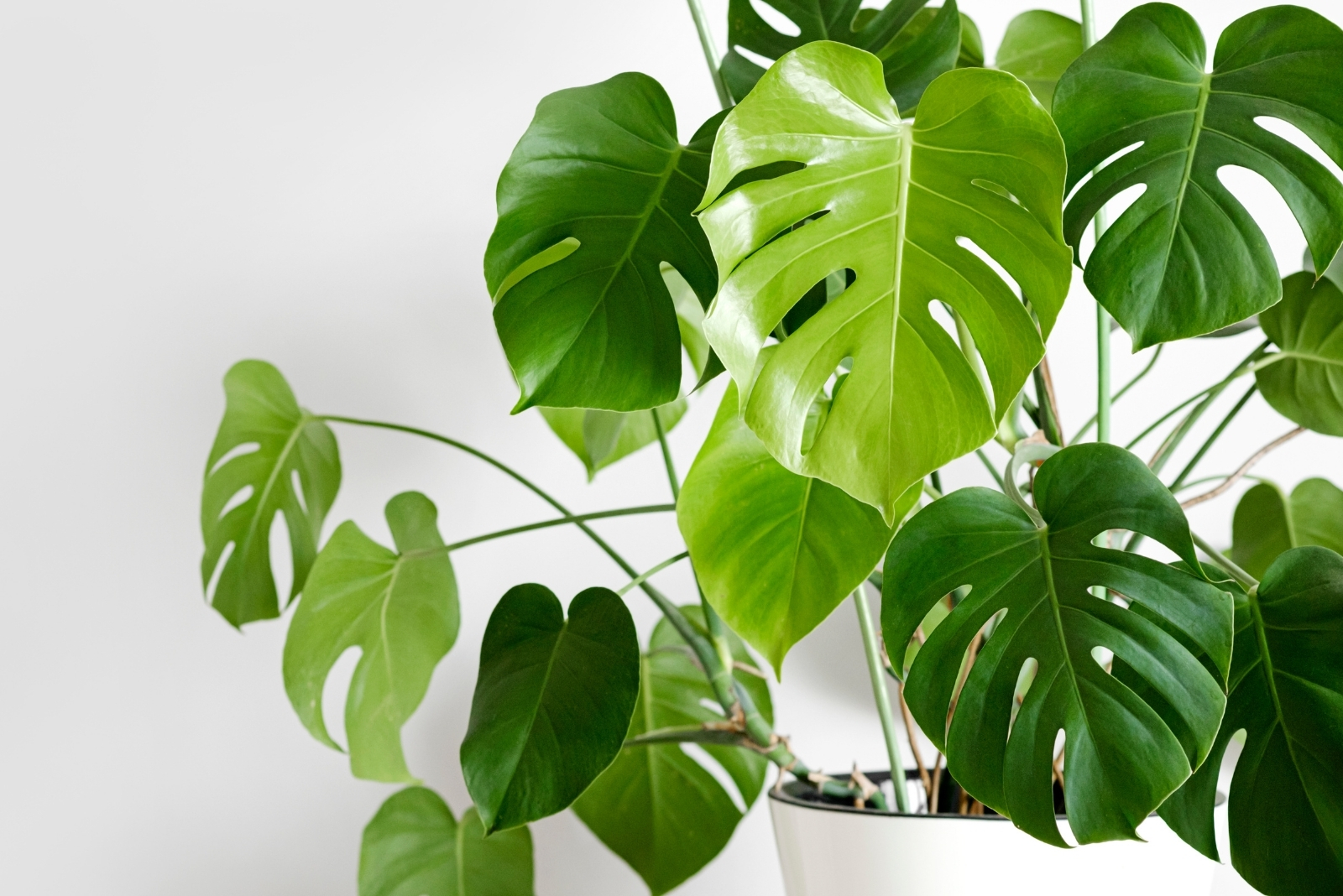 13 Plants With Holes In Leaves You Can Grow In Texas