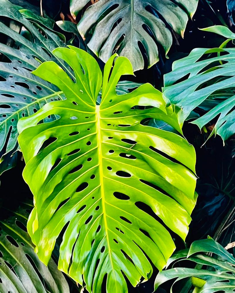 Monstera Deliciosa