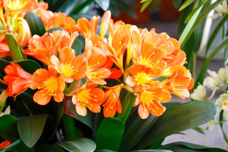 Clivia flowers