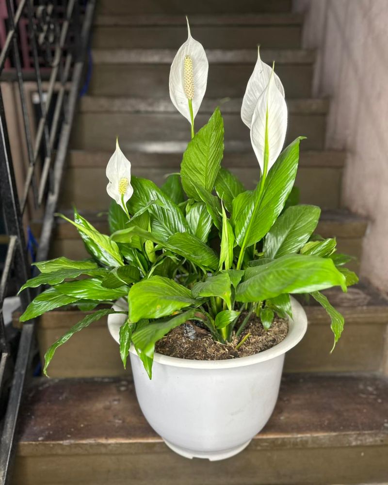 Peace Lily