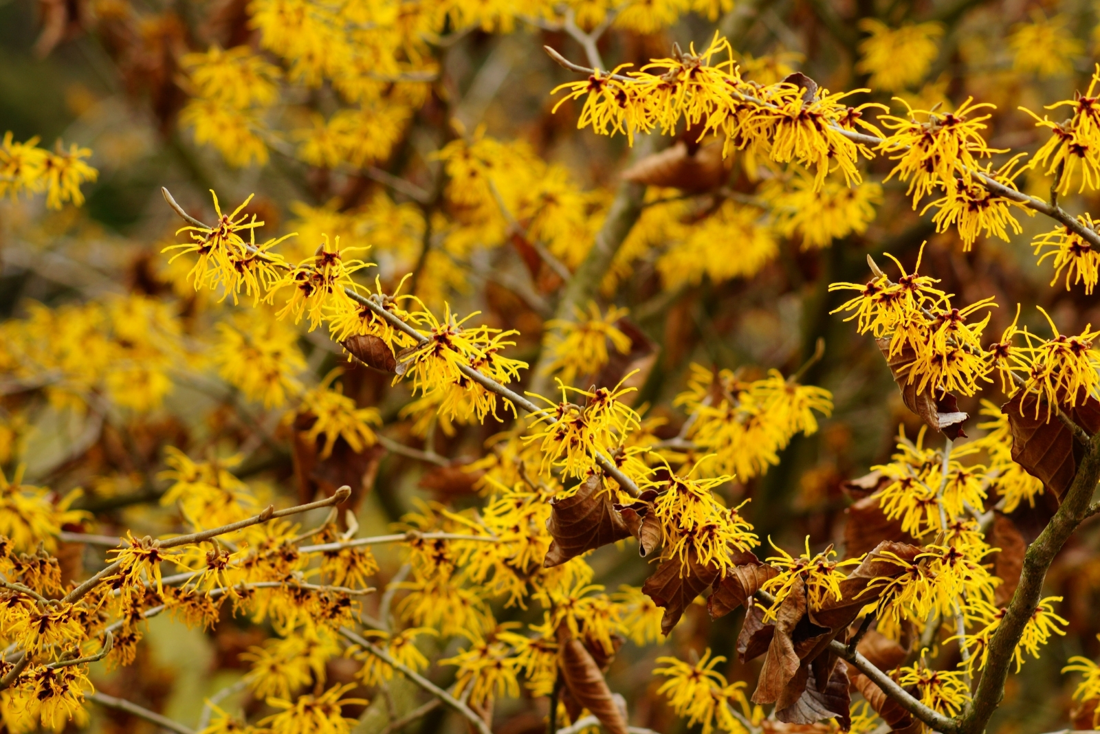 13 Shrubs That Flower In The Fall In New York