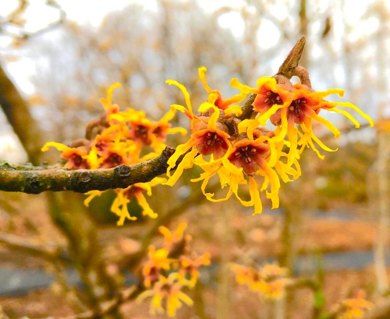 Witch Hazel