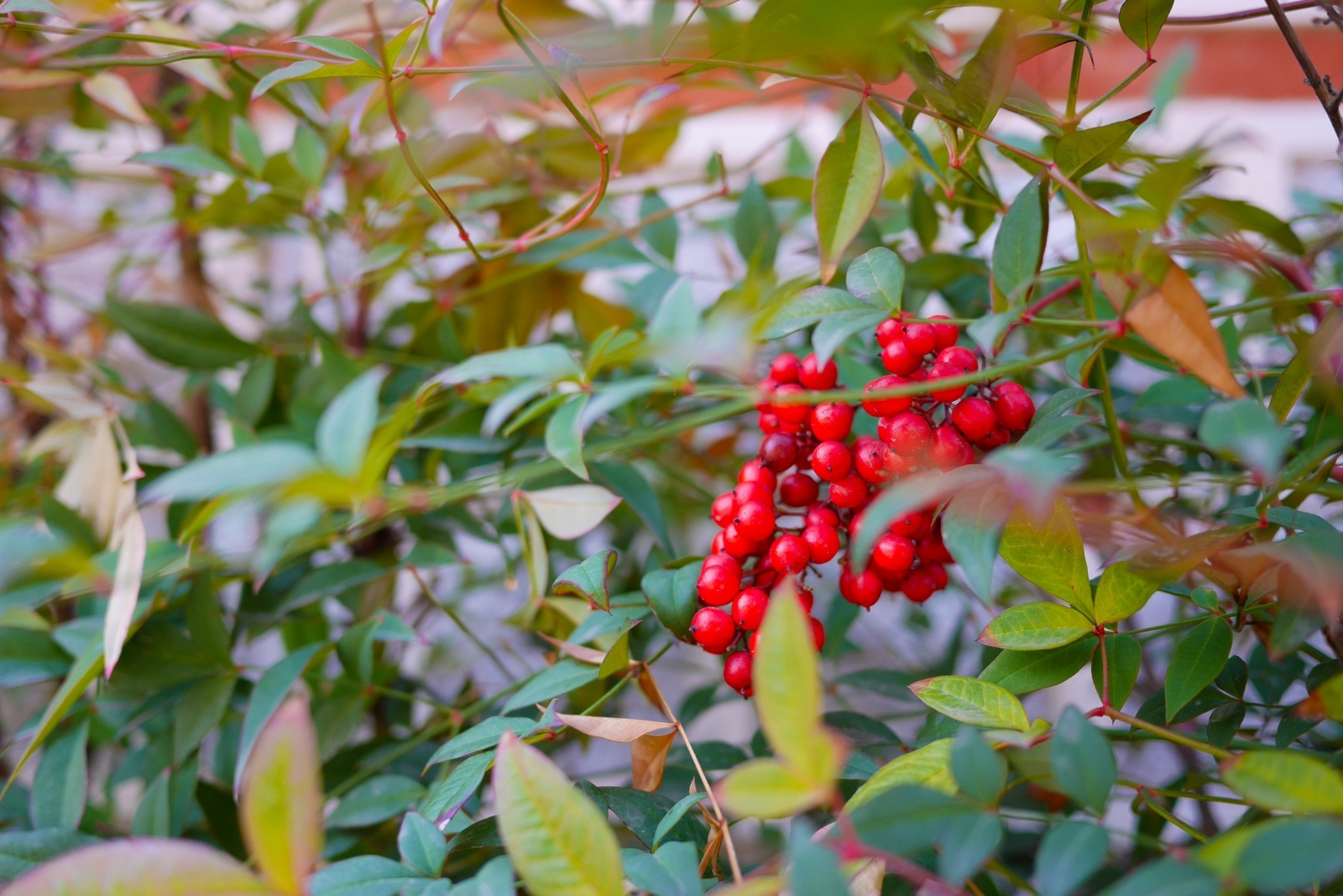 13 Shrubs With Berries That Feed Birds Through Fall And Winter In Texas
