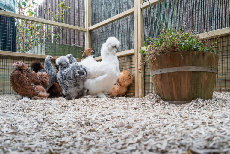 Bantam Chickens (featured image)