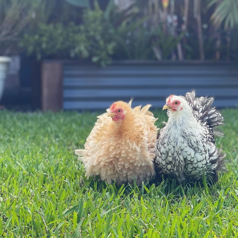 Bantam Chickens