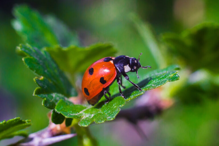 ladybug (featured image)