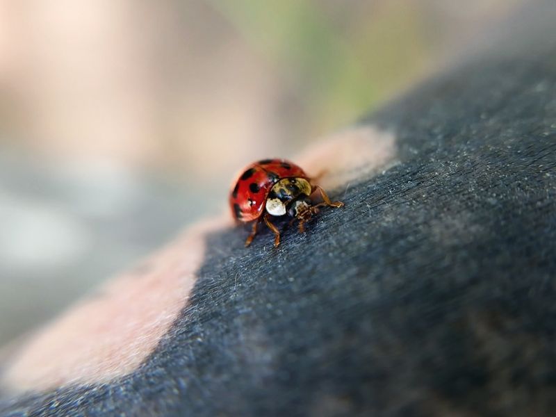 Ladybugs