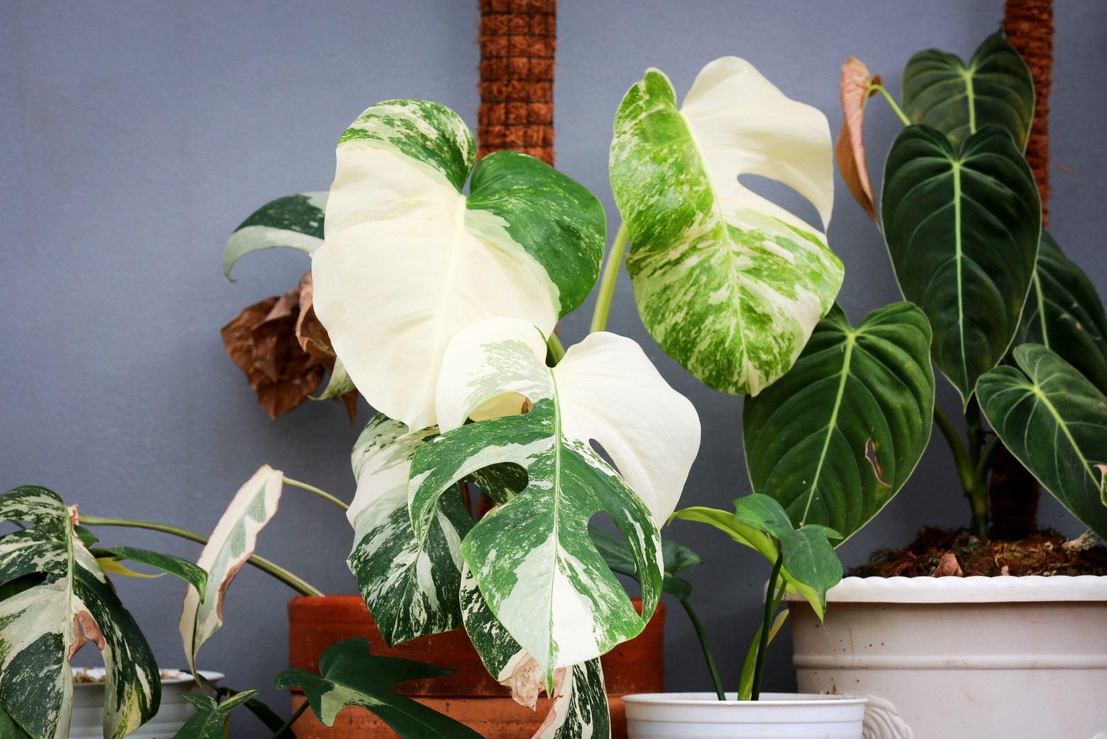 13 Surprising Houseplants In Grandma’s Georgia Home That Might Be Valuable