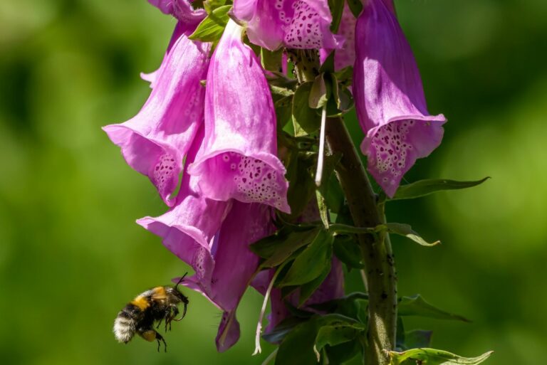 Bee Flying to Foxglove Flowers