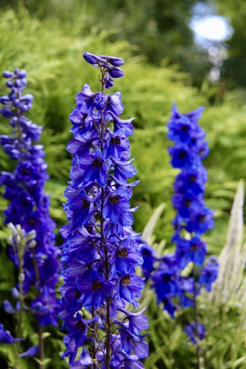 Delphinium: The Cottage Garden Spire