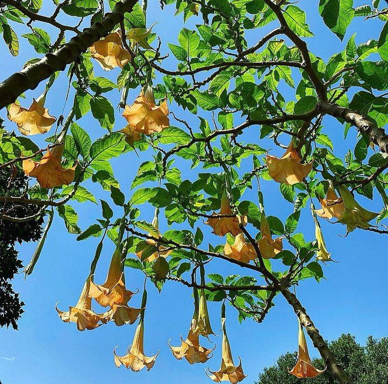 Angel's Trumpet