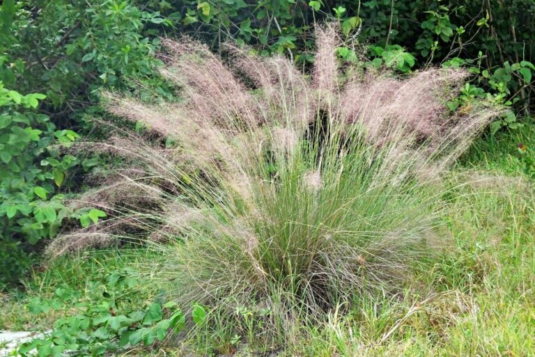Muhly Grass, pink, featherly bush