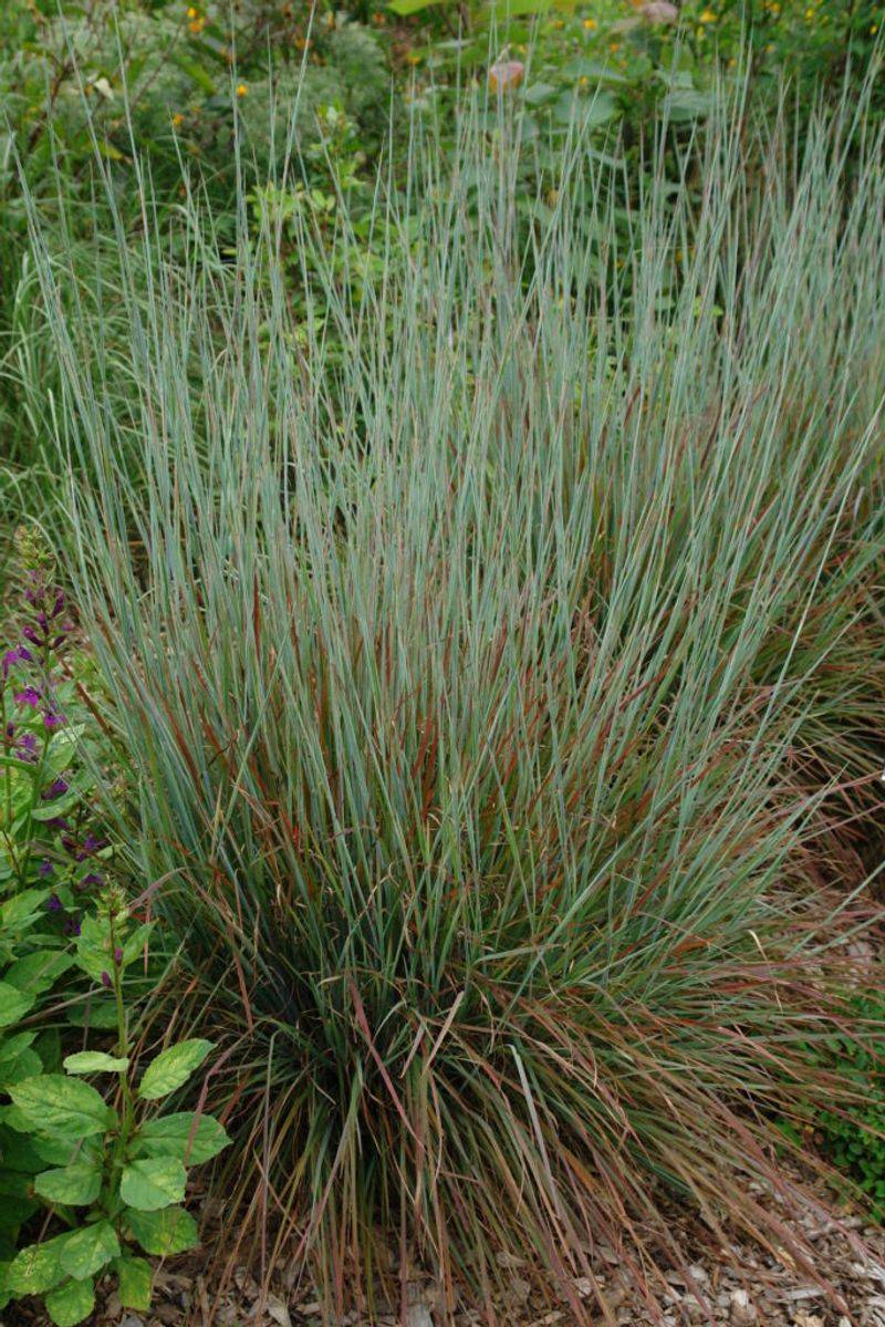 Little Bluestem For Texture And Color