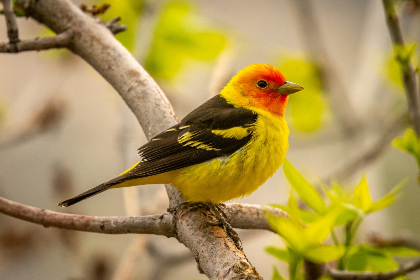 13 Unusually Colored Birds You Might Spot In California Backyards
