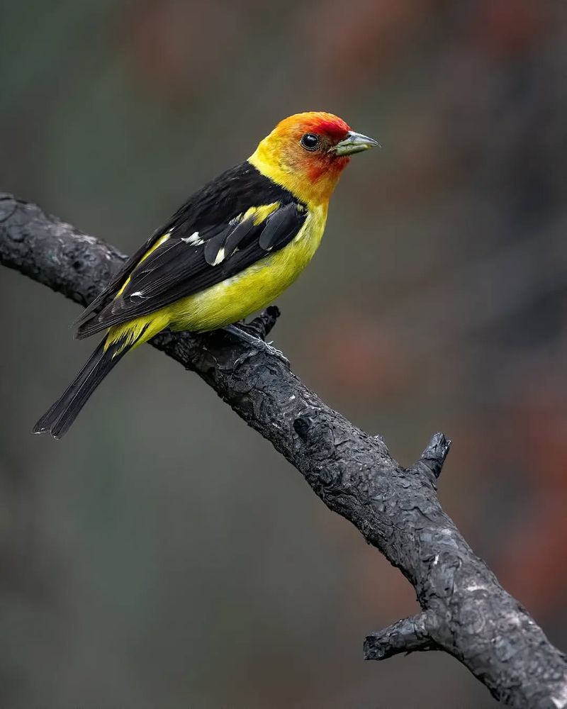 Western Tanager