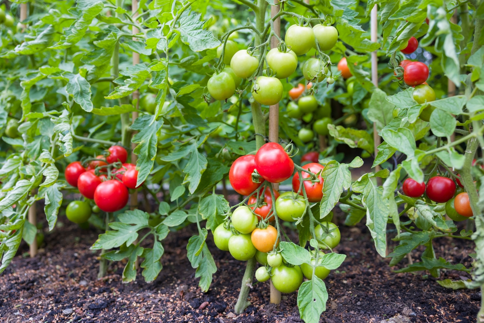 13 Vegetables That Are Perfect For Saving Seeds In Texas