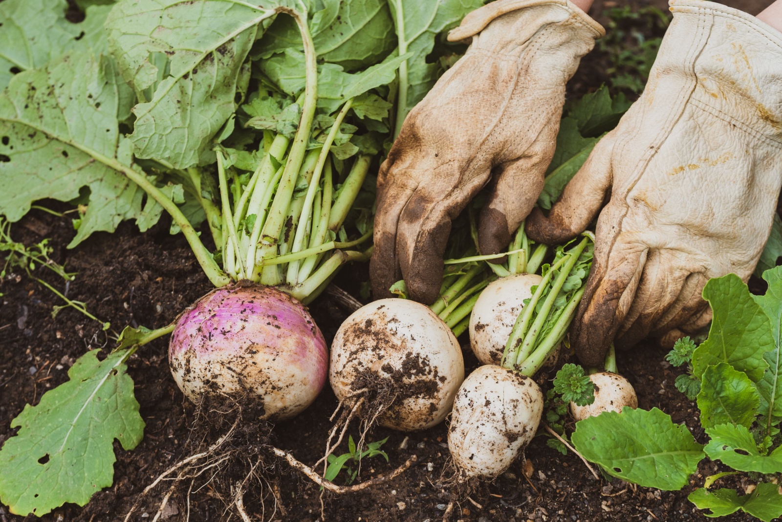 13 Vegetables That Flourish In Pennsylvania Gardens No Matter The Season