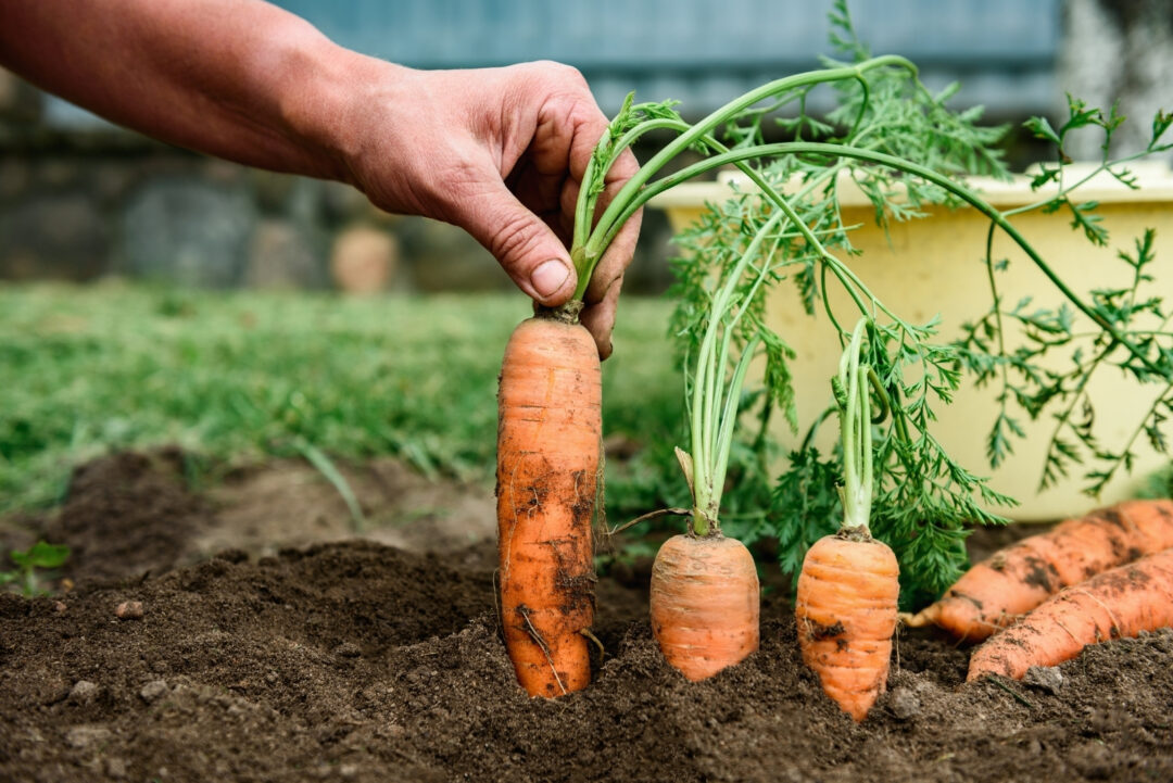 BEST VEGETABLES TO GROW IN NEW ENGLAND visual data 2