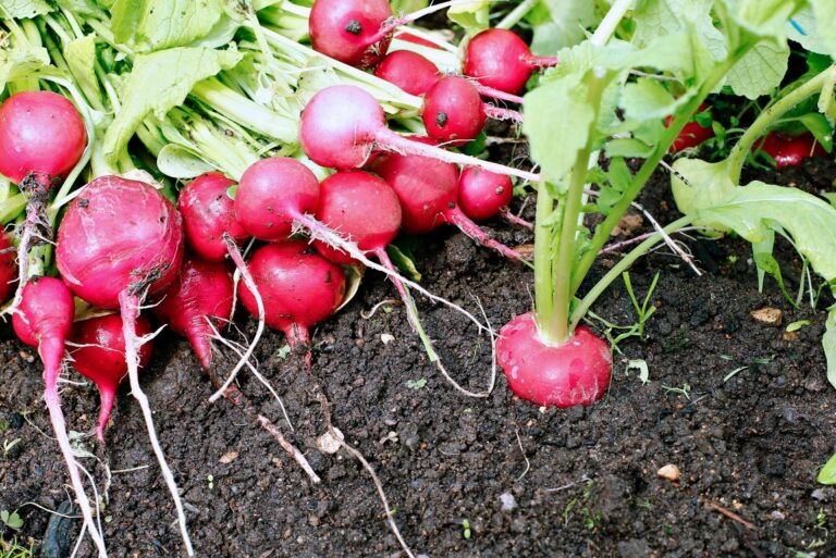 Fresh red radishes with leaves and growing radish plant
