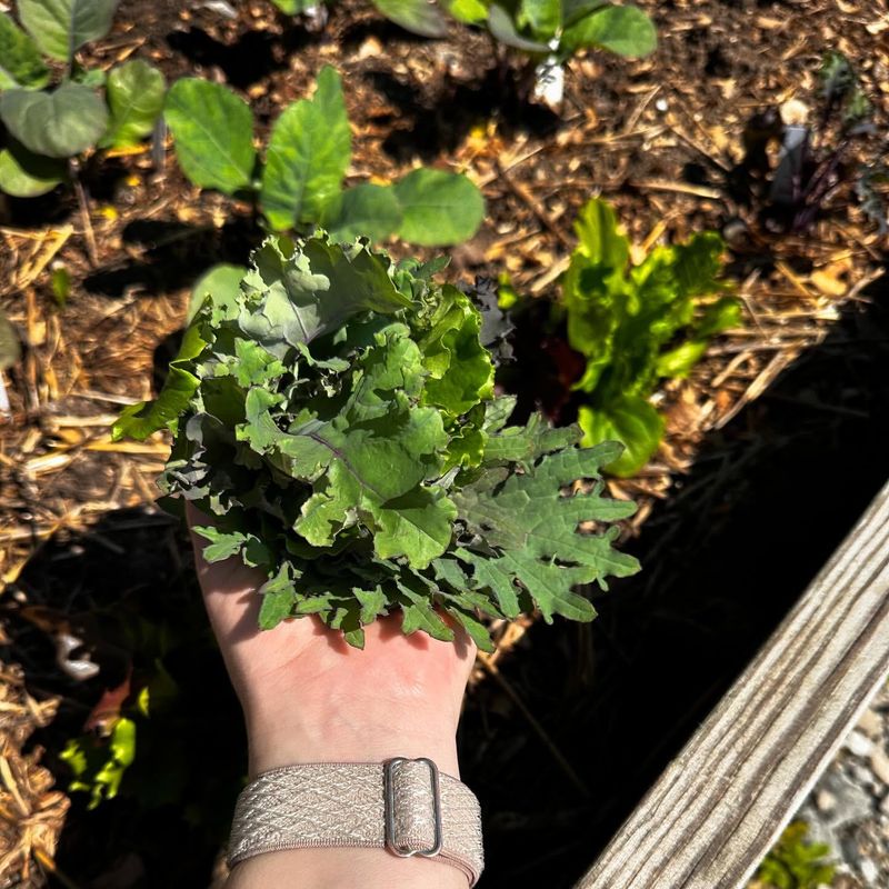 Leafy Kale