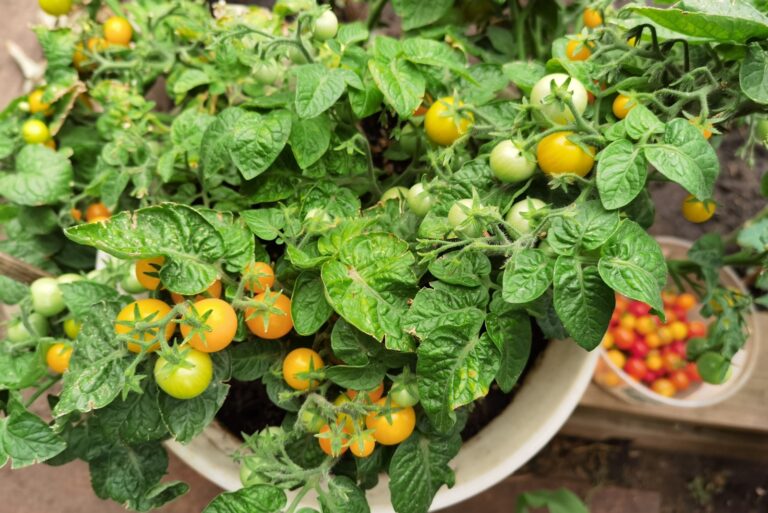 A bush with a small yellow and orange tomato in a plastic planter