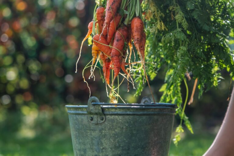 carrots in a bucket