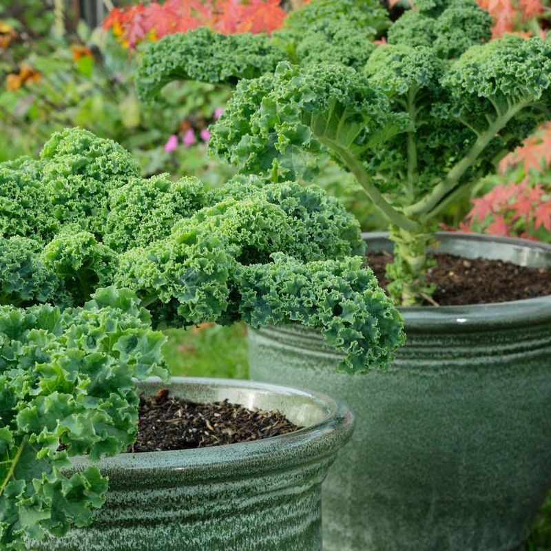 Leafy Kale