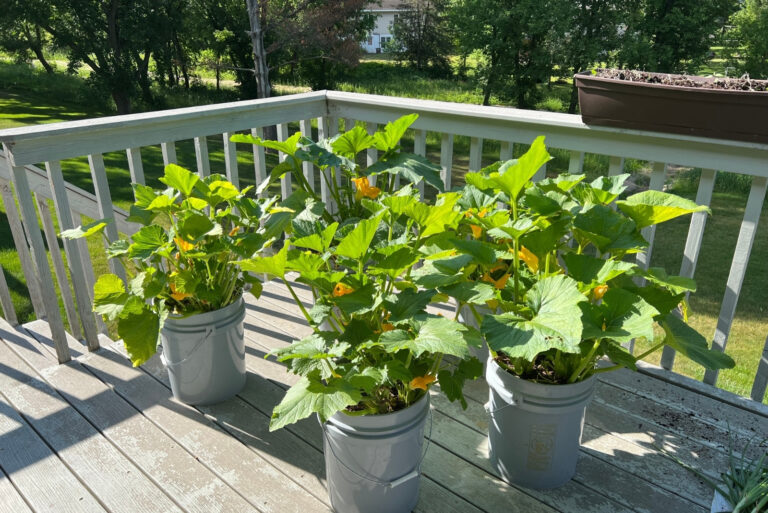 Vegetables (featured image)