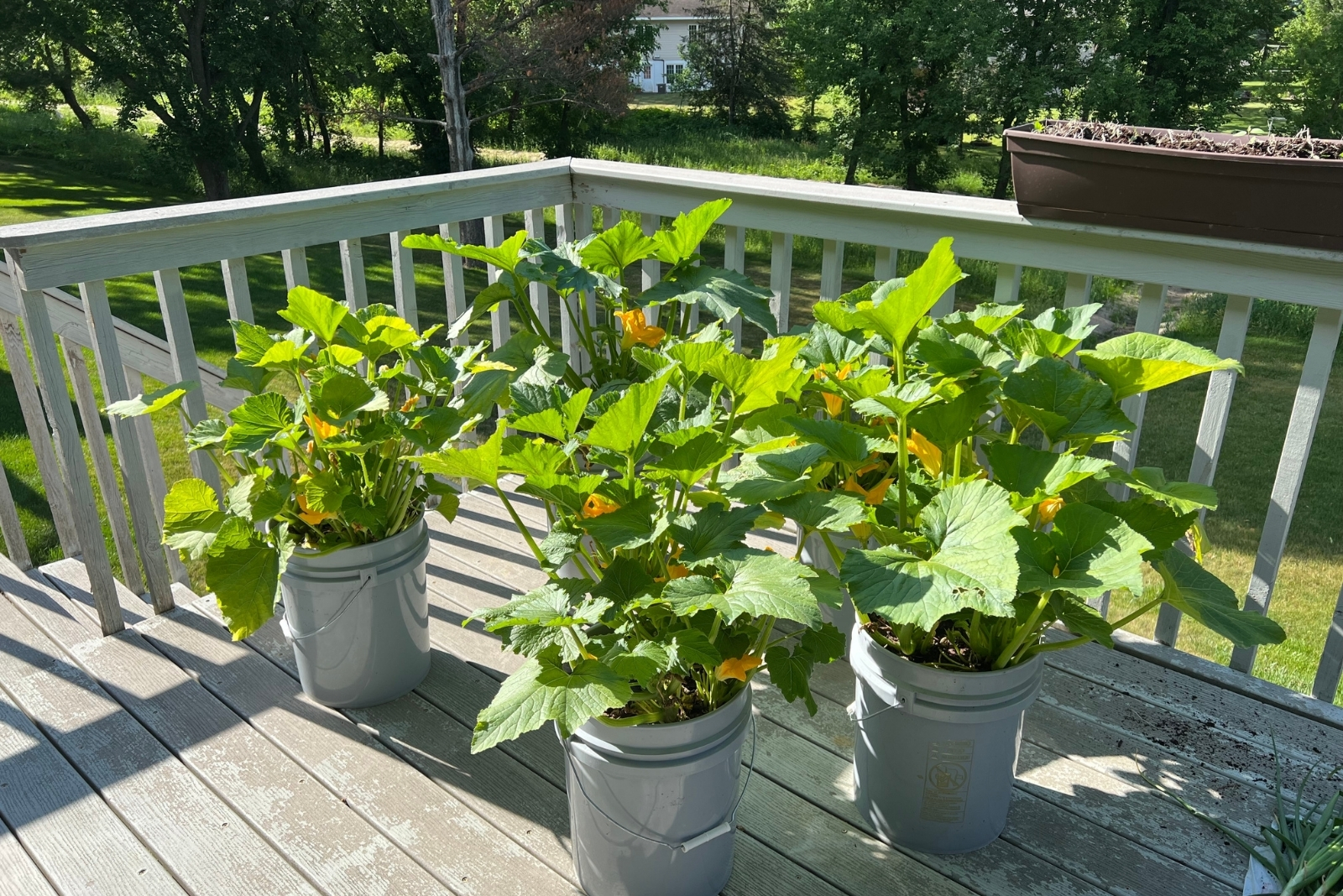 13 Vegetables You Can Grow In Buckets Through Every Wisconsin Season