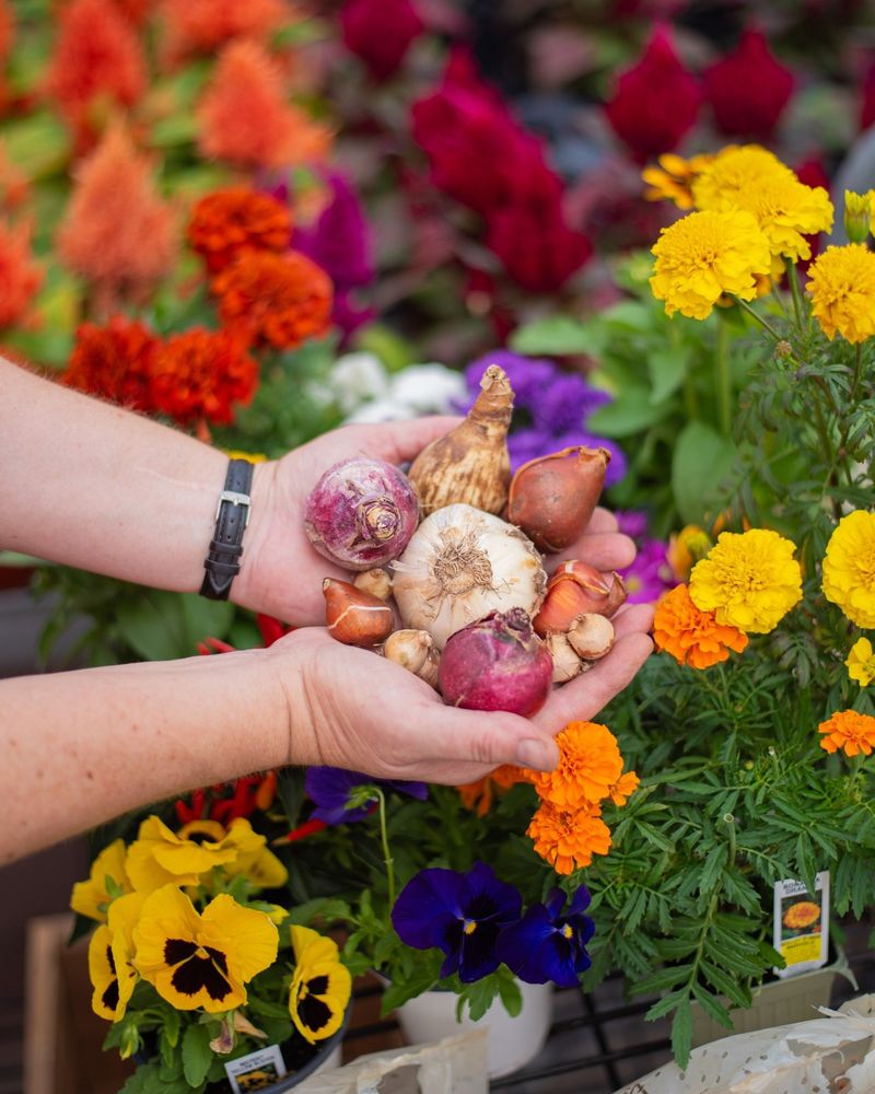 Plant Spring-Blooming Bulbs